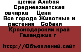 щенки Алабая (Среднеазиатская овчарка) › Цена ­ 15 000 - Все города Животные и растения » Собаки   . Краснодарский край,Геленджик г.